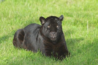 ���������� ����� ������� � �������������� �����