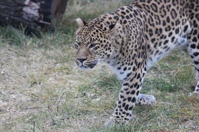 ����� �������� �����?