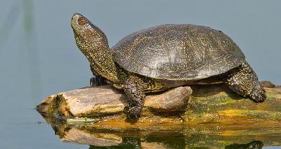 ����������� �������� ��������🐢