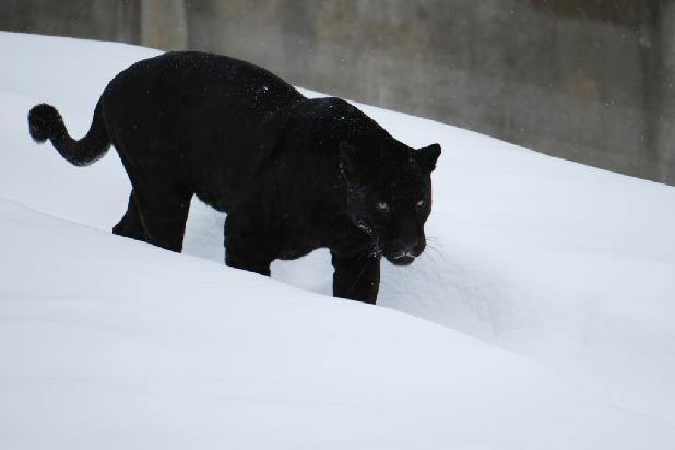 ���� �������� ������ ����