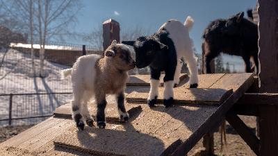 🌷�������� ����-��� - ��������� �������� �������� ��������! 