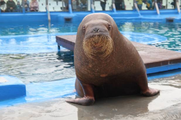 5 ������ - �������� �� �������������