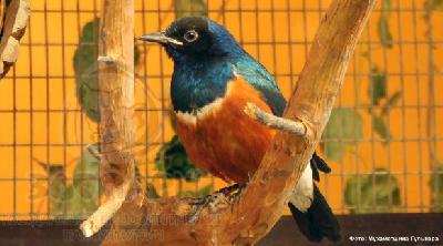 ���������� ����� ��� ������������ �������