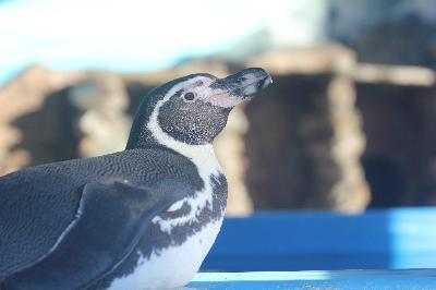 ������� �������� �����, ����� ���������� ��� �� ���������� �������� �������� � ��������� ����������