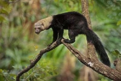 ������ ������ - �����