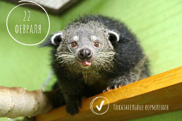 ������������� ���������