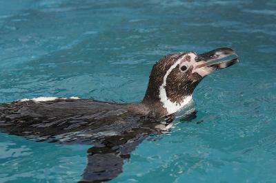 25 ������ - ��������� ���� ��������