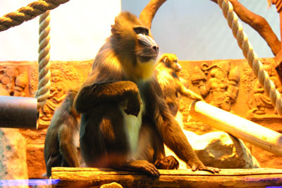 ����� �������������� ����� � ���������� ����������� ������ - �������