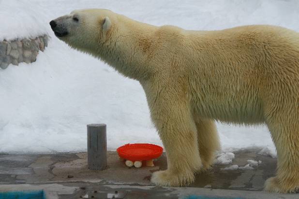 ���������� ���������� ��� ����� ��������!