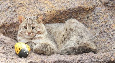 ��������, �����������, ���������� �������� ������ ���