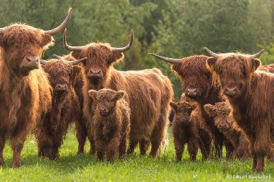 ׸����, �����, ����������, ��������� ������ ������� ��� � ������ �������. 