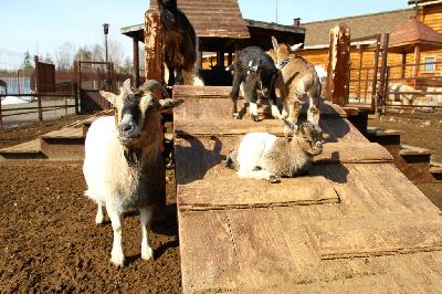 ����������-���������