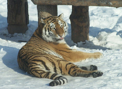 ���� �������� ������