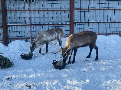  ,   !🦌