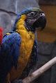      ! 🦜