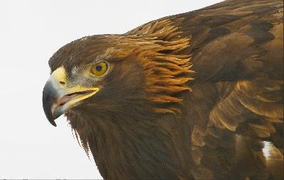 �������� ����� � �������������� �������🦅