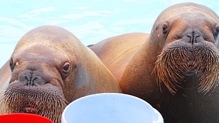 �������� ��������!!!