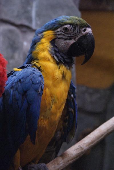      ! 🦜