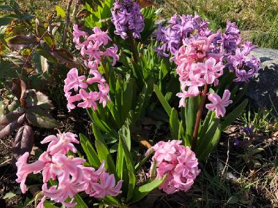 ������ �������� �����