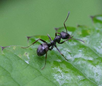 ���������� ������� �� ���� ��������