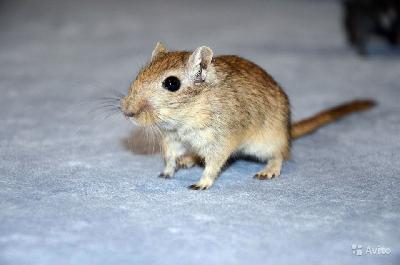 ����������� ��� ��������� ��������🐭