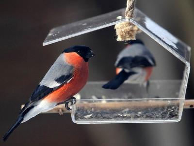 �������� �������