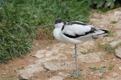 ���������� - ����� � ���������� ����������