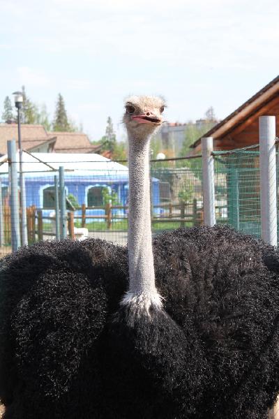 ����������� ������