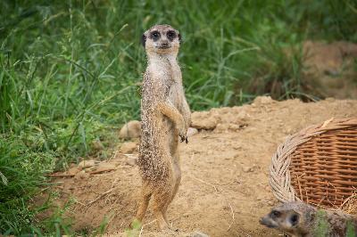 ��������- ���������� �������, ��� �������� �� ������ ����� ������