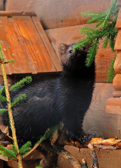 ������ - �������� ��������� �����