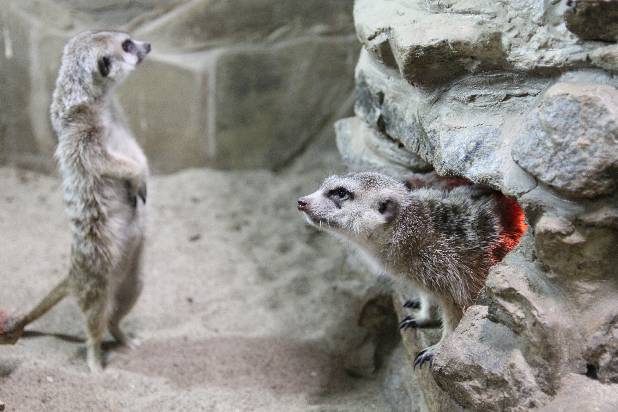 ���� �����, ����� � ��������!