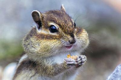 ��������� ��������� ������� - ���������