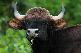               !🐮