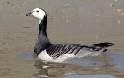 ��������� ������� - ���������, ��������� ���������