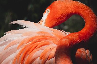 ��� �������, ��� ��� ��������� ��������� �������� �� ���������? 🦩