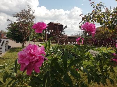 ��������� ����������� �������� ��������