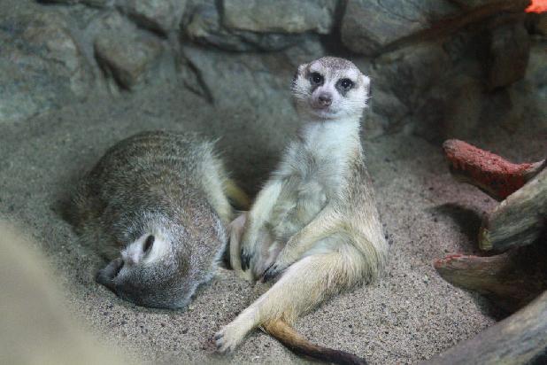 �������� - ������ ����