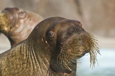 ��� ��������� �������� �������� ��������!