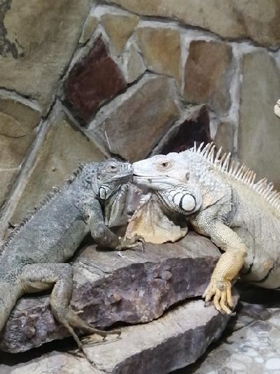 ���� �������