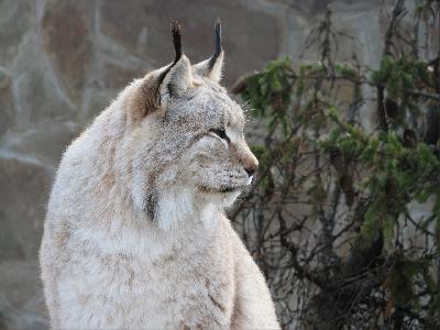 ��� �� �������� � ����������� ���?