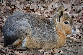 mara-animal-lying-5348x3570_55005.jpg