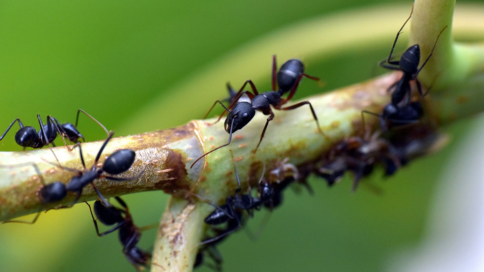 black-ant-3667014_1920.jpg